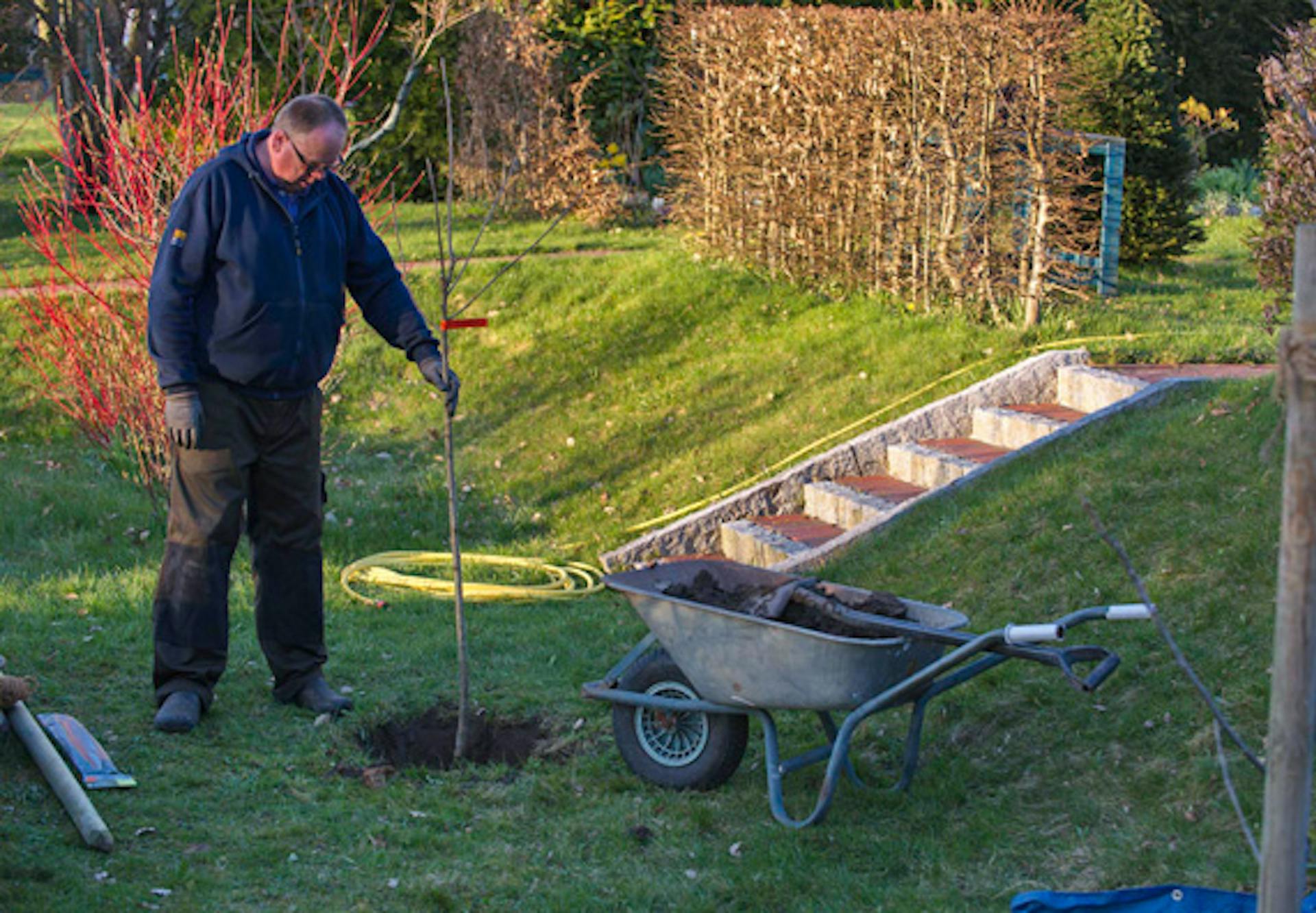 Egy barkácsoló ember gyümölcsfát állít a kert egy nemrég kiásott gödrébe.