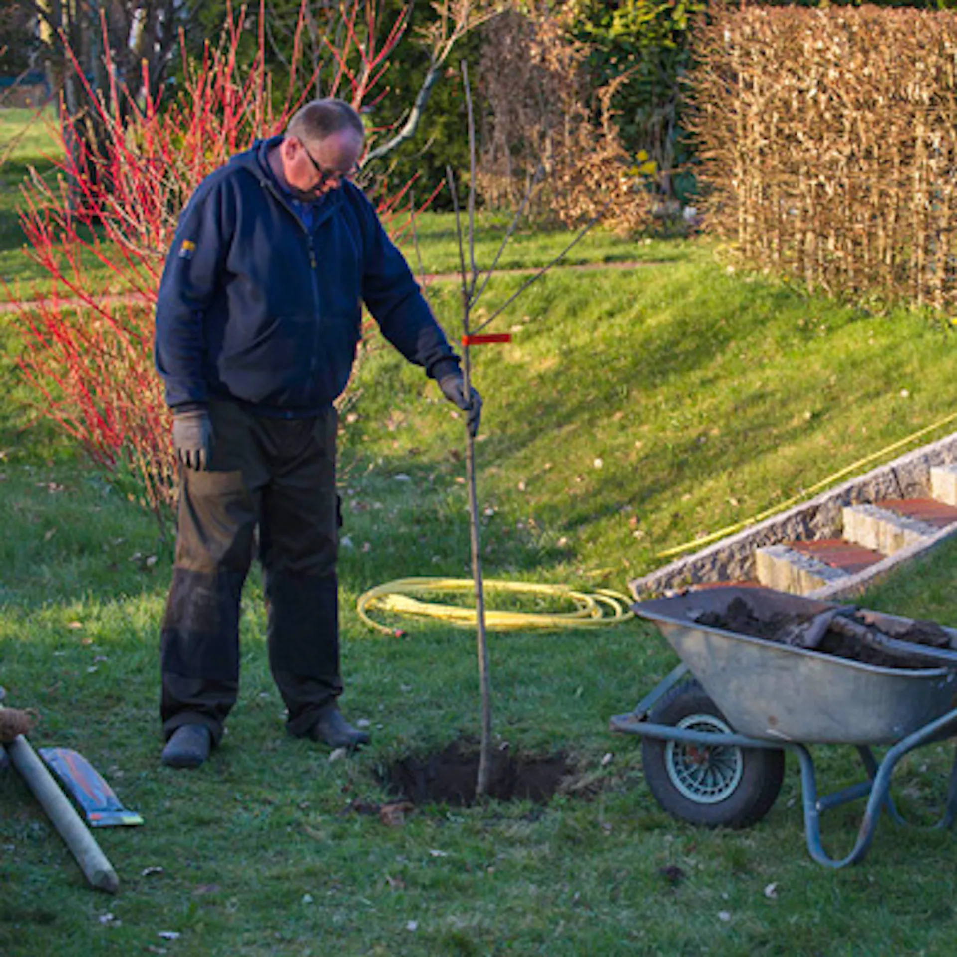 Domácí kutil staví mladý ovocný stromek do právě vyhloubené jámy na zahradě