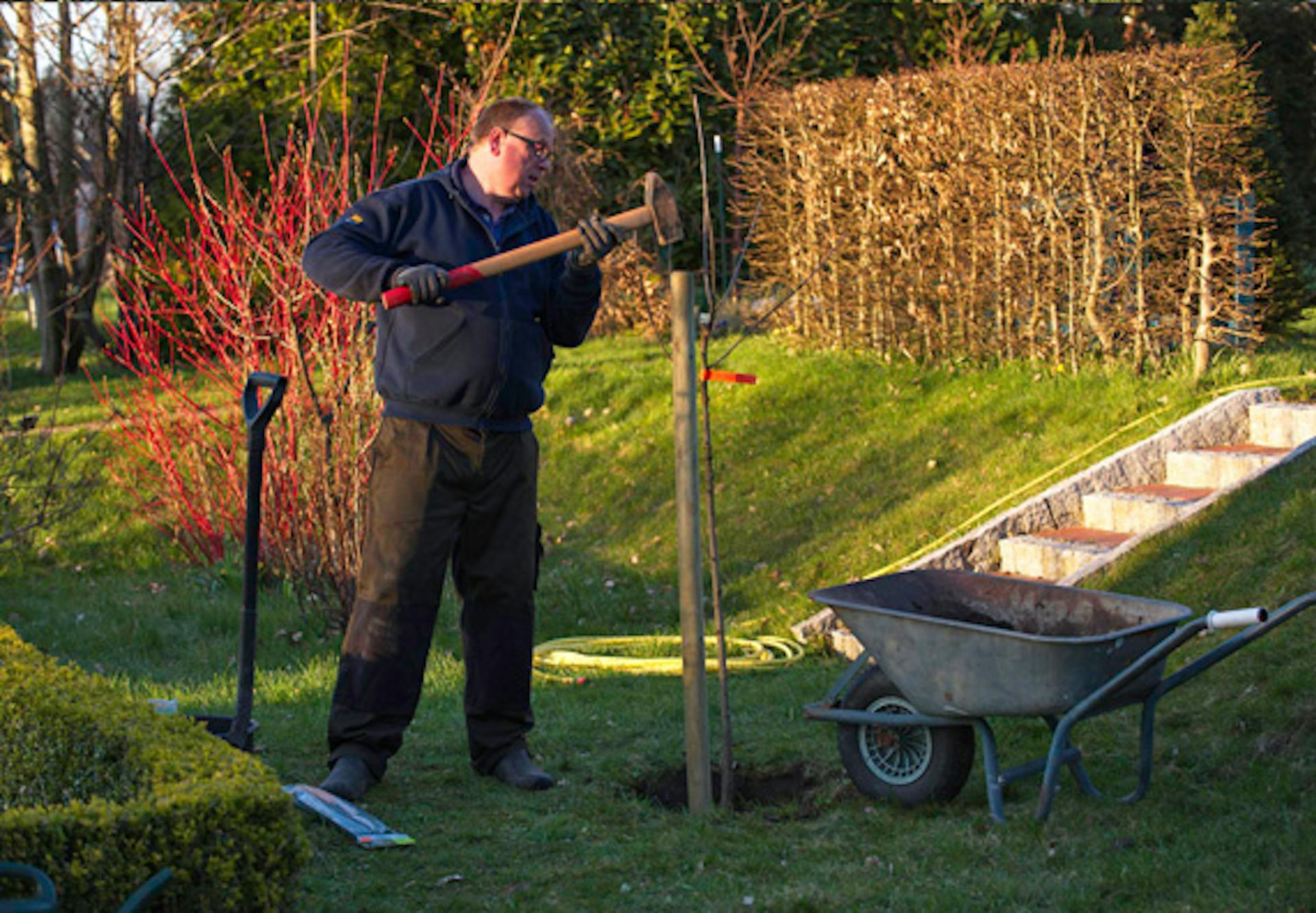 Egy barkácsoló bontókalapáccsal üt be a fölbe egy cölöpöt egy fa számára.