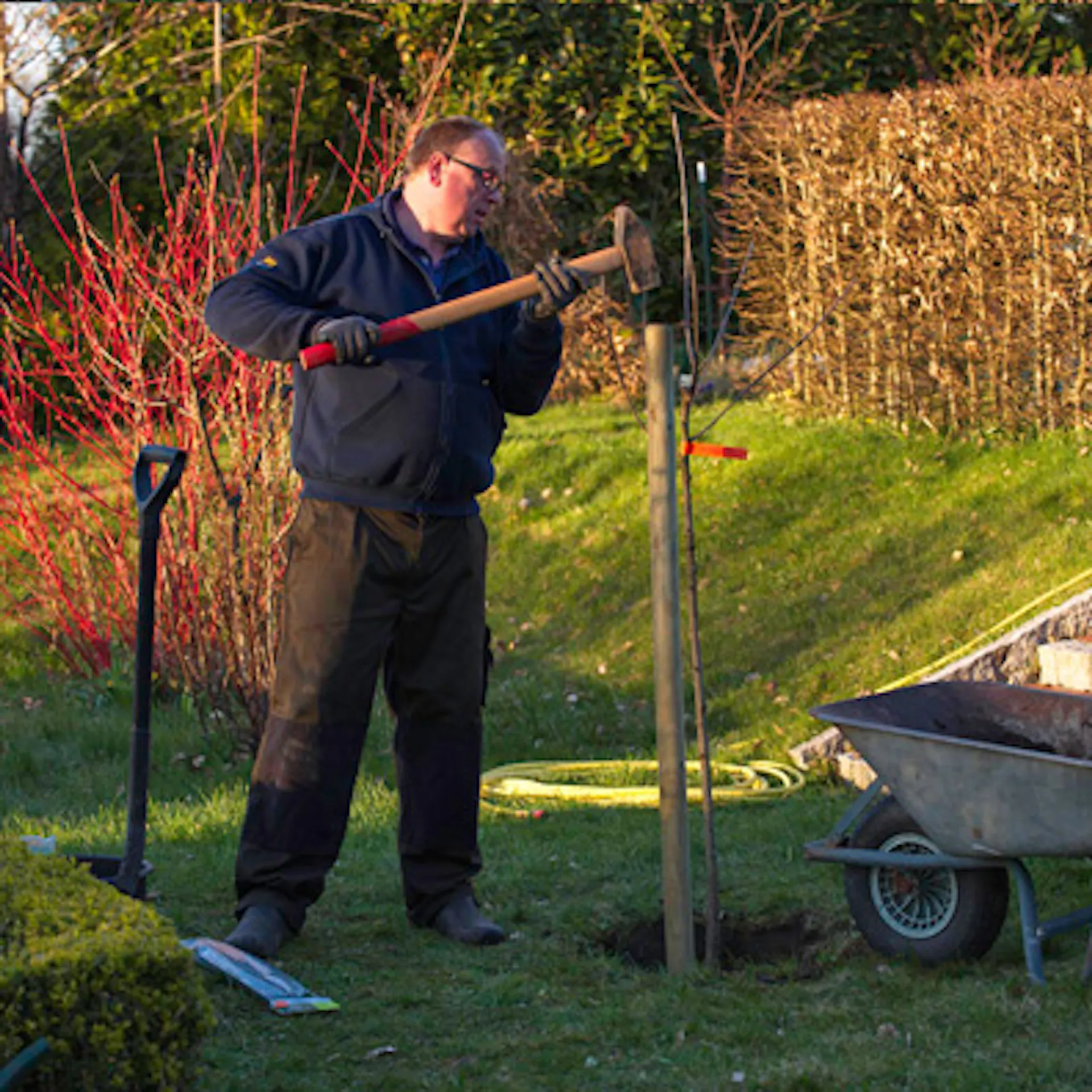 Domácí kutil zatlouká opěrný sloupek pro strom pomocí perlíku