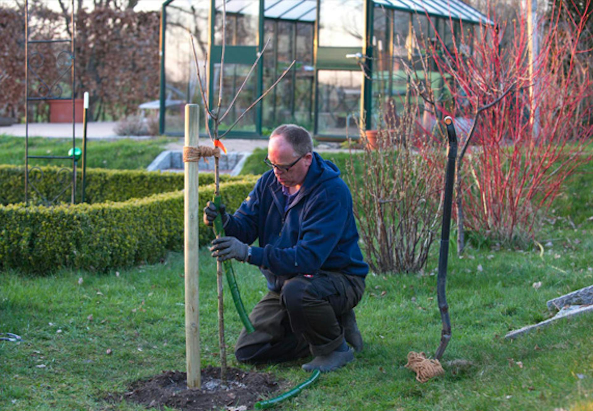Egy barkácsoló törzsvédő hálót helyez fel egy facsemetére.