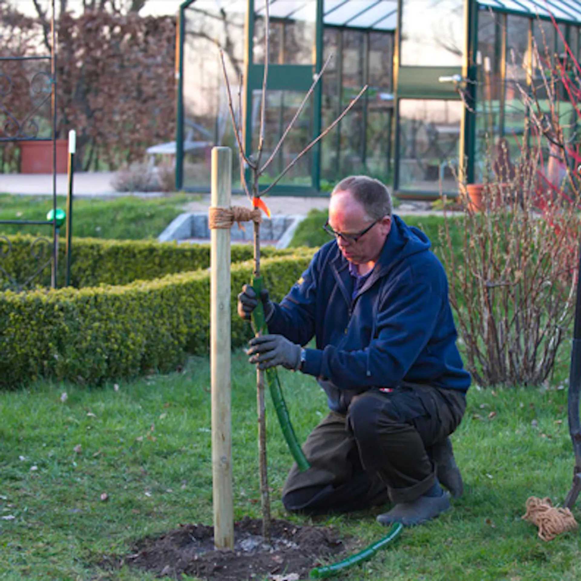 Domácí kutil umísťuje na mladý strom ochrannou manžetu