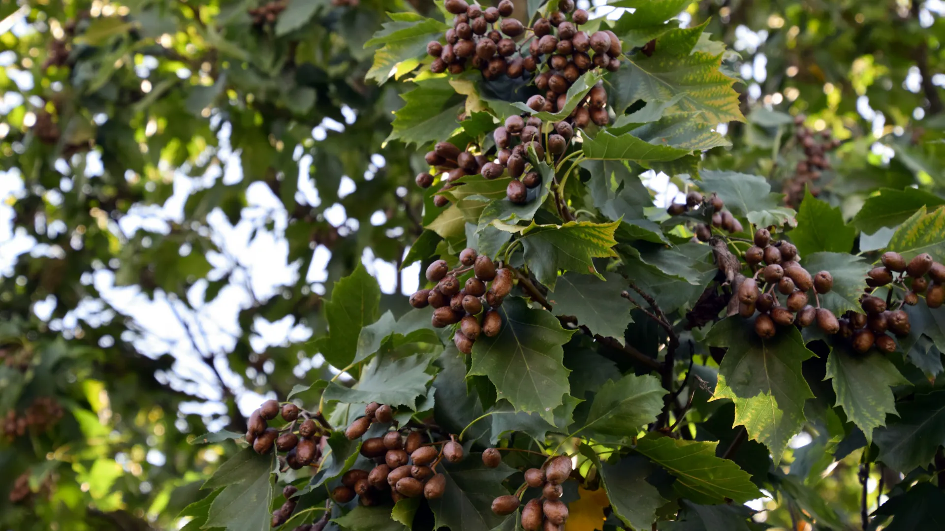 Elsbeeren am Baum