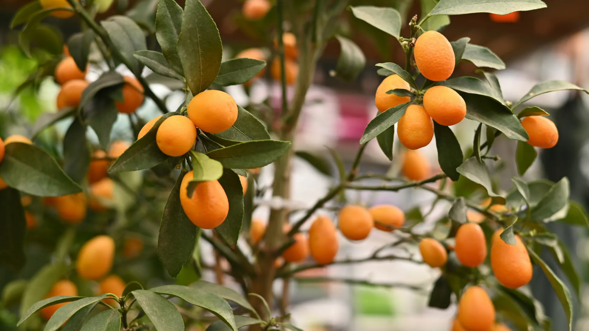 Reife Kumquats am Baum