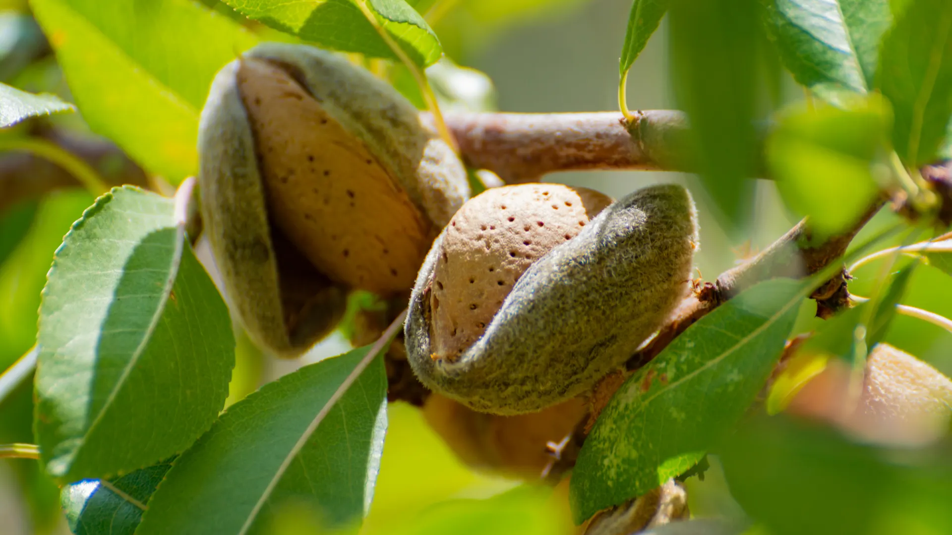 Reife Mandeln am Baum