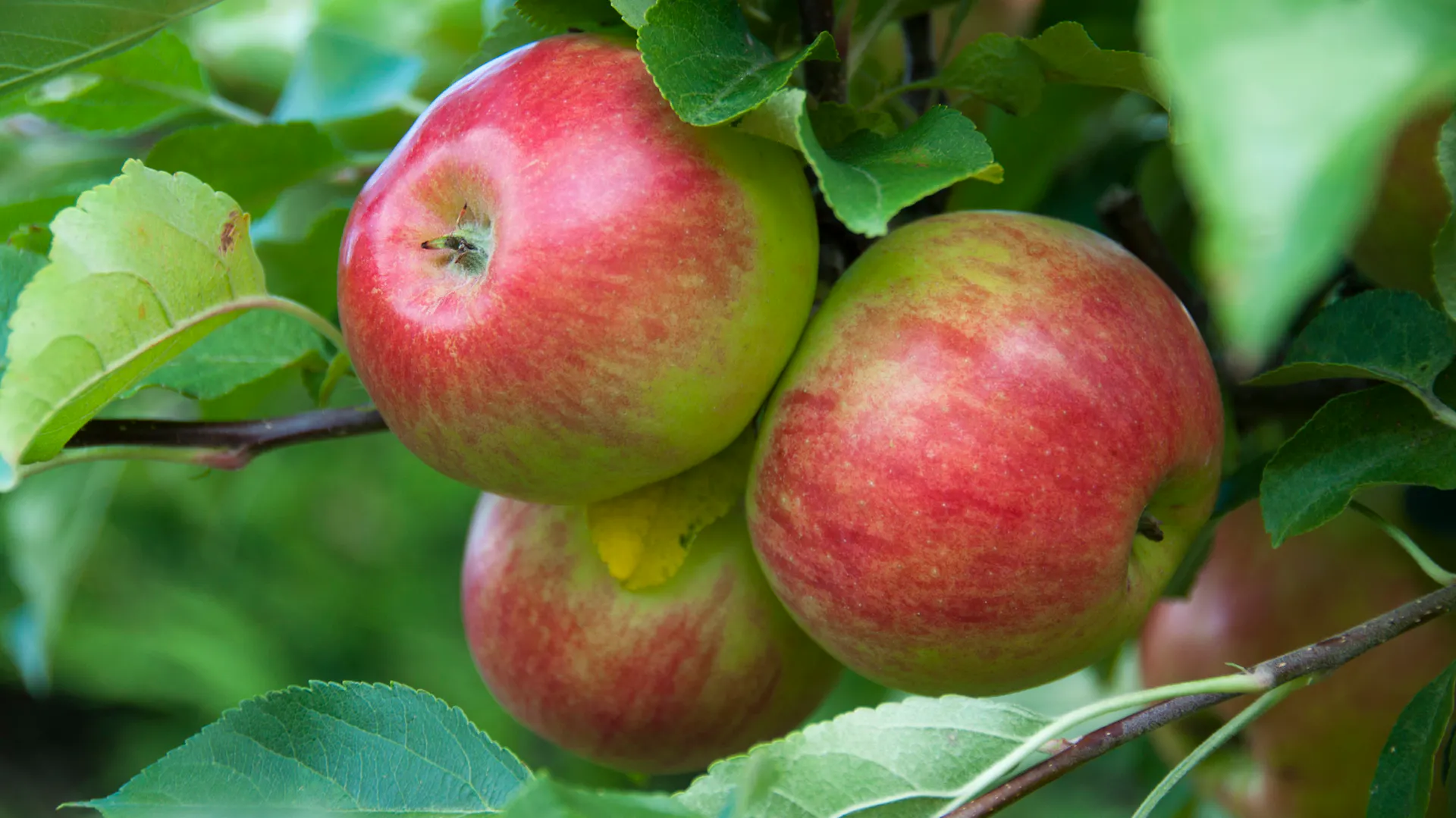 Äpfel am Apfelbaum