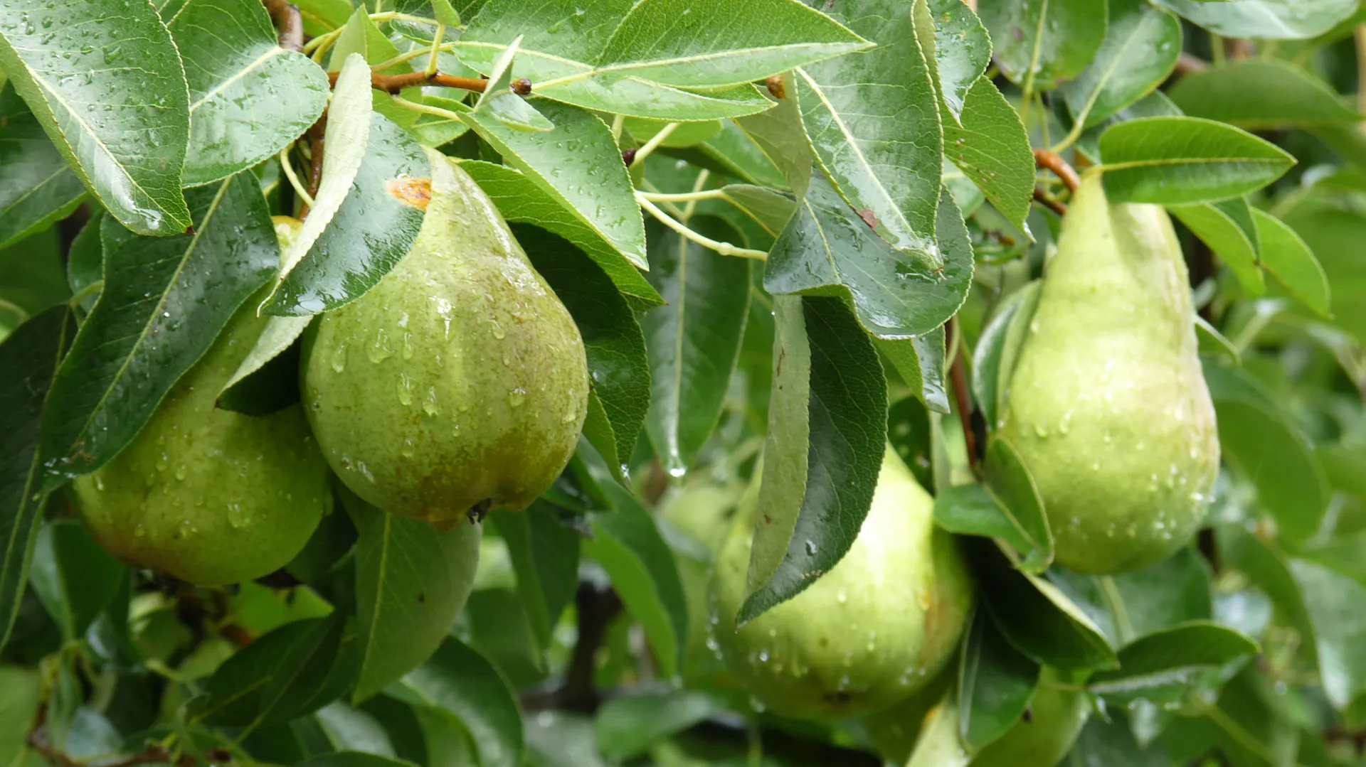 Birnen am Birnenbaum