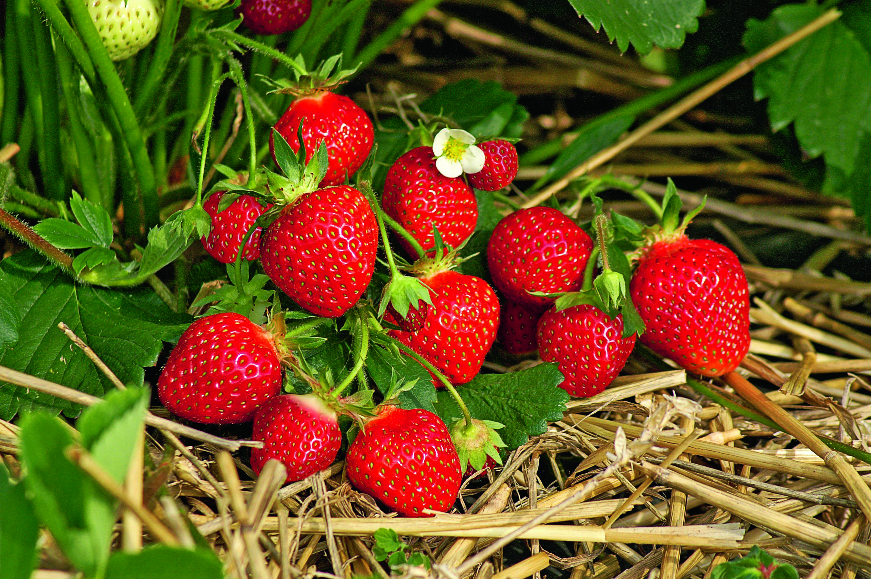 Reife Erdbeeren auf Stroh