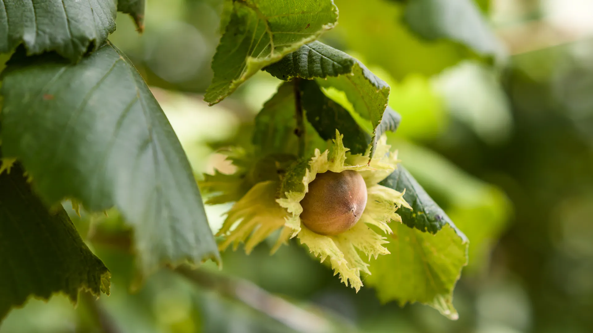 Haselnuss am Baum