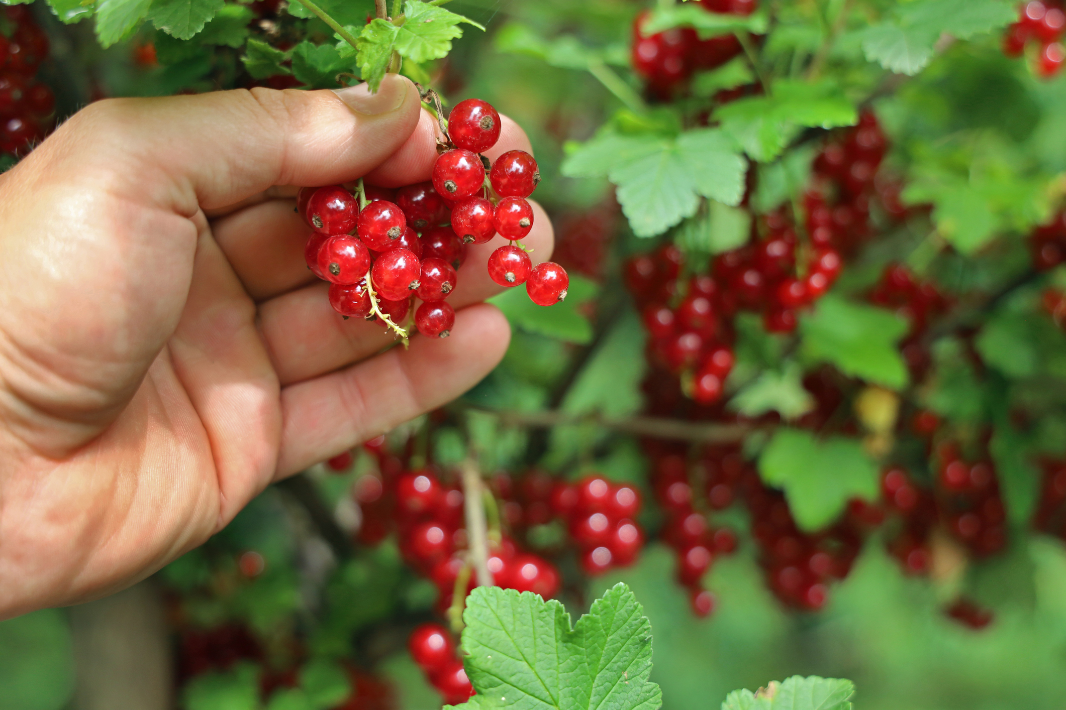 Person erntet reife Rote Johannisbeeren vom Strauch.