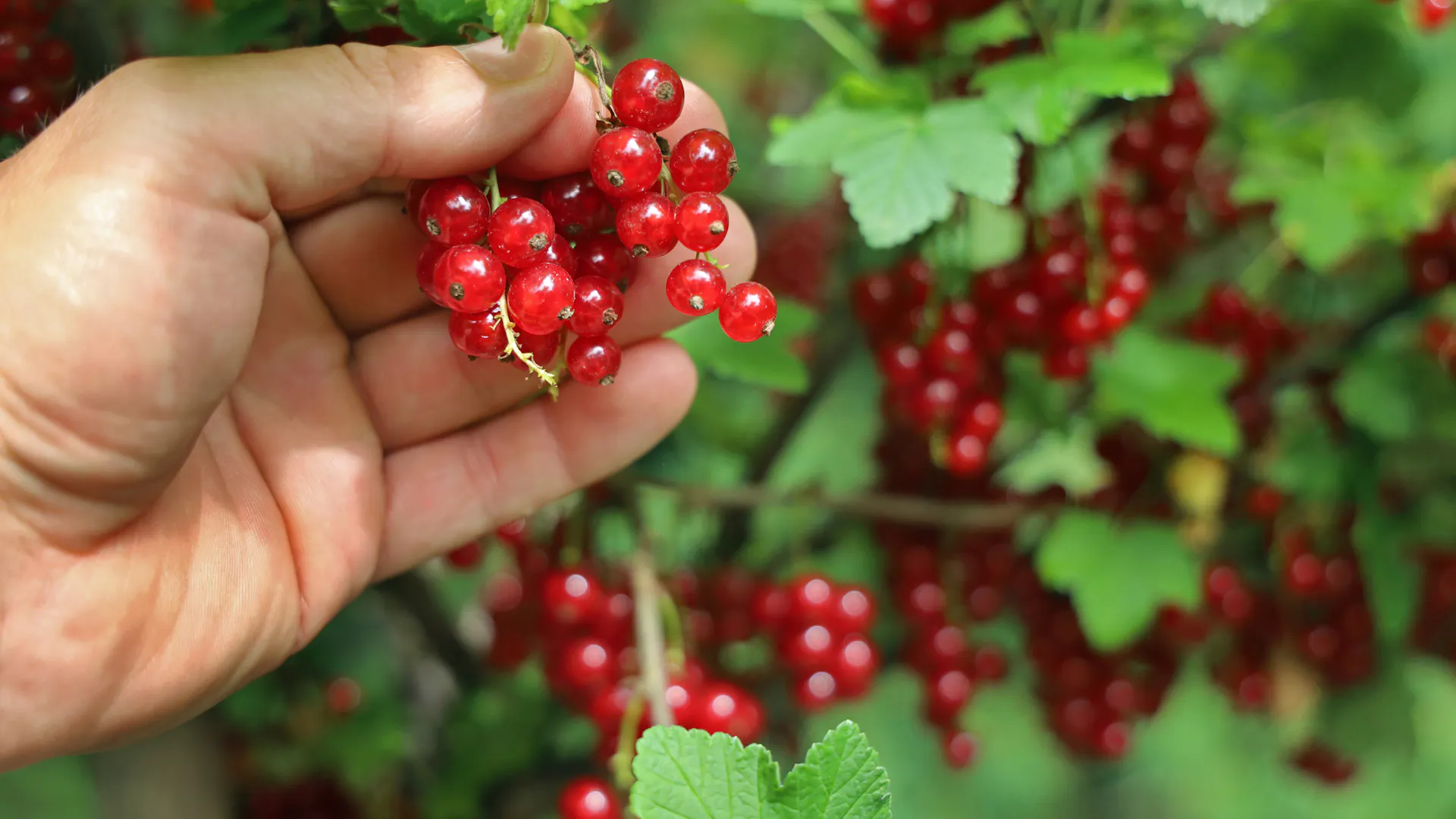 Person erntet reife Rote Johannisbeeren vom Strauch.