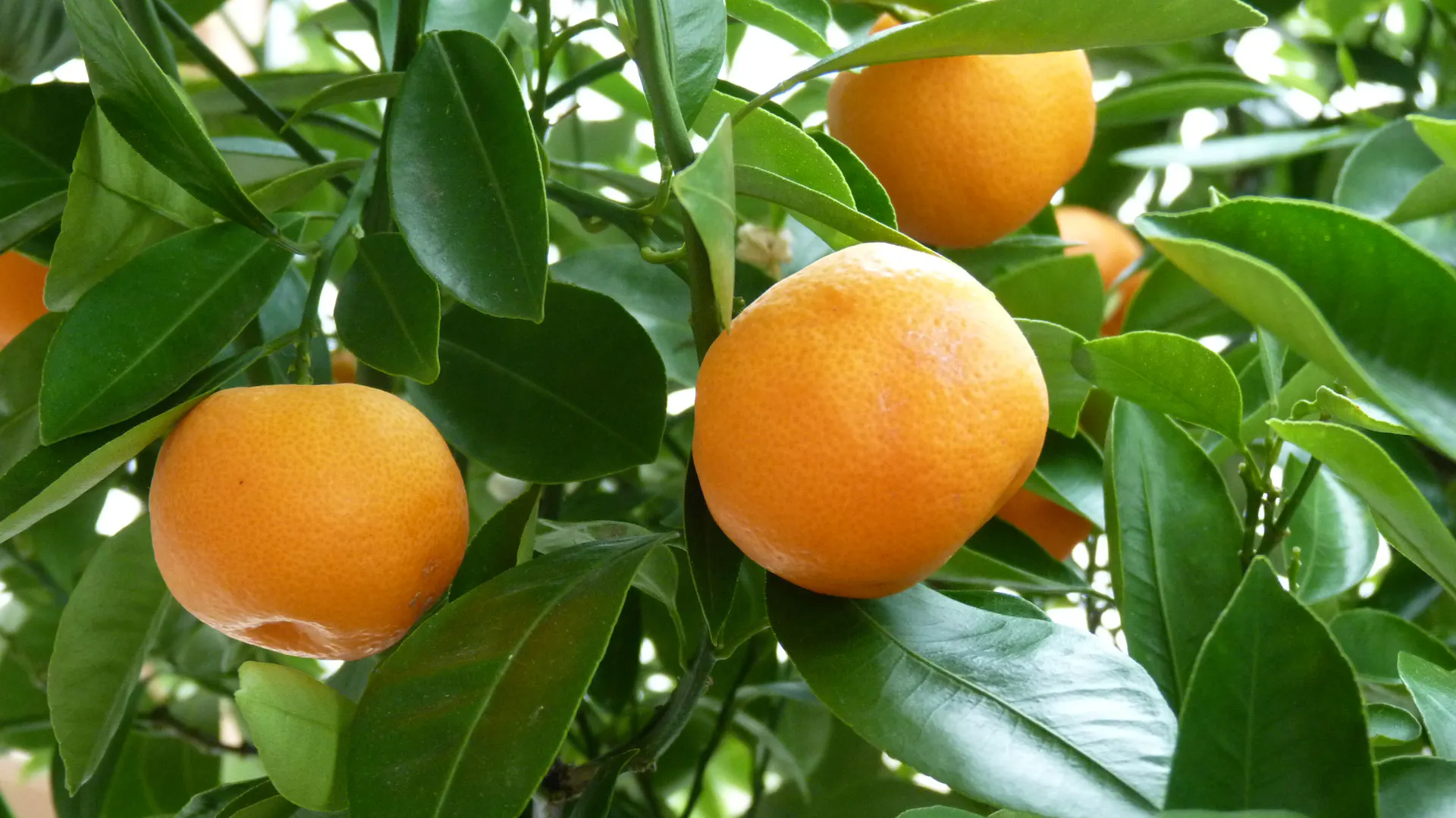 Orangen am Baum