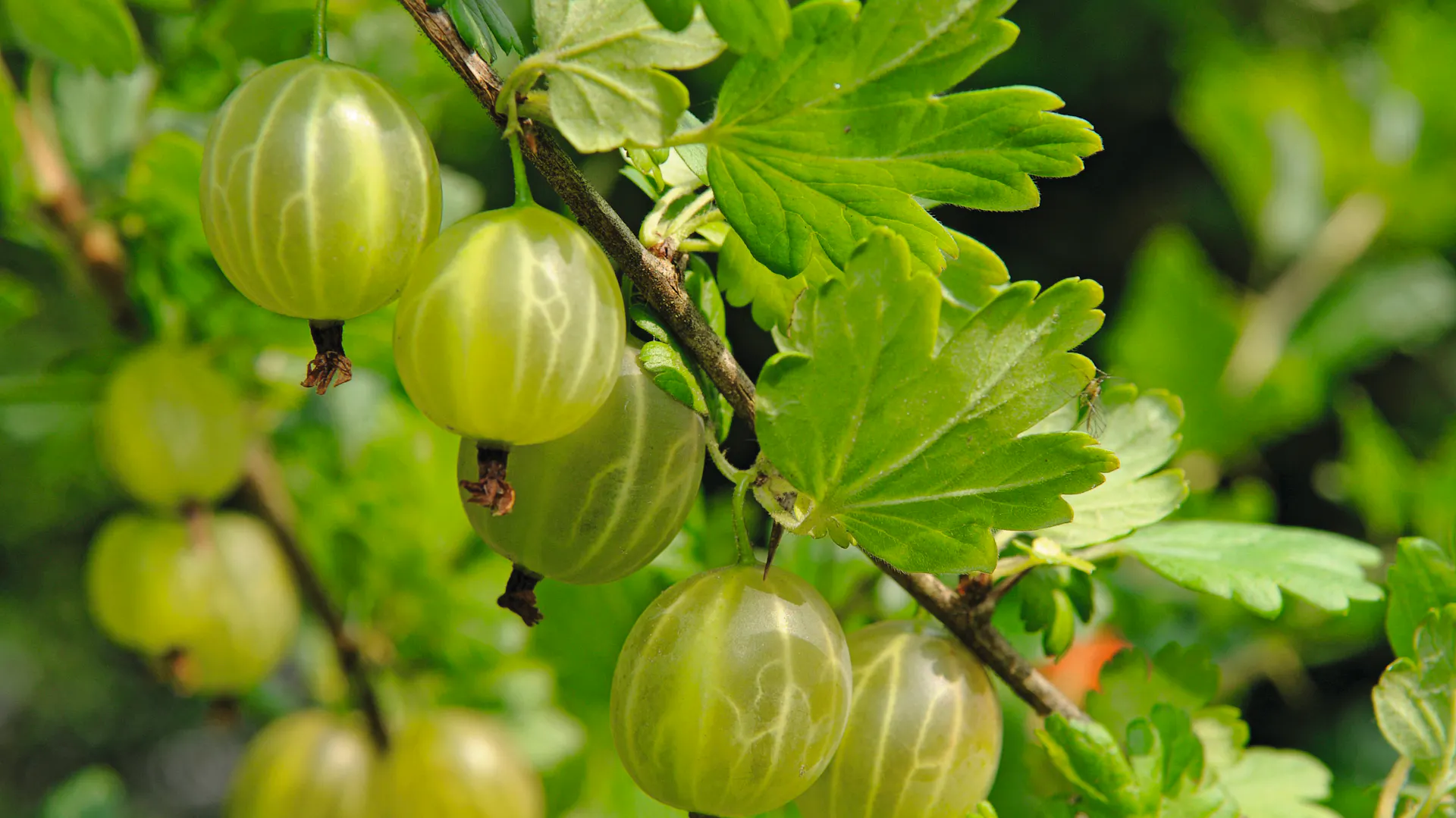 Reife Stachelbeeren am Strauch