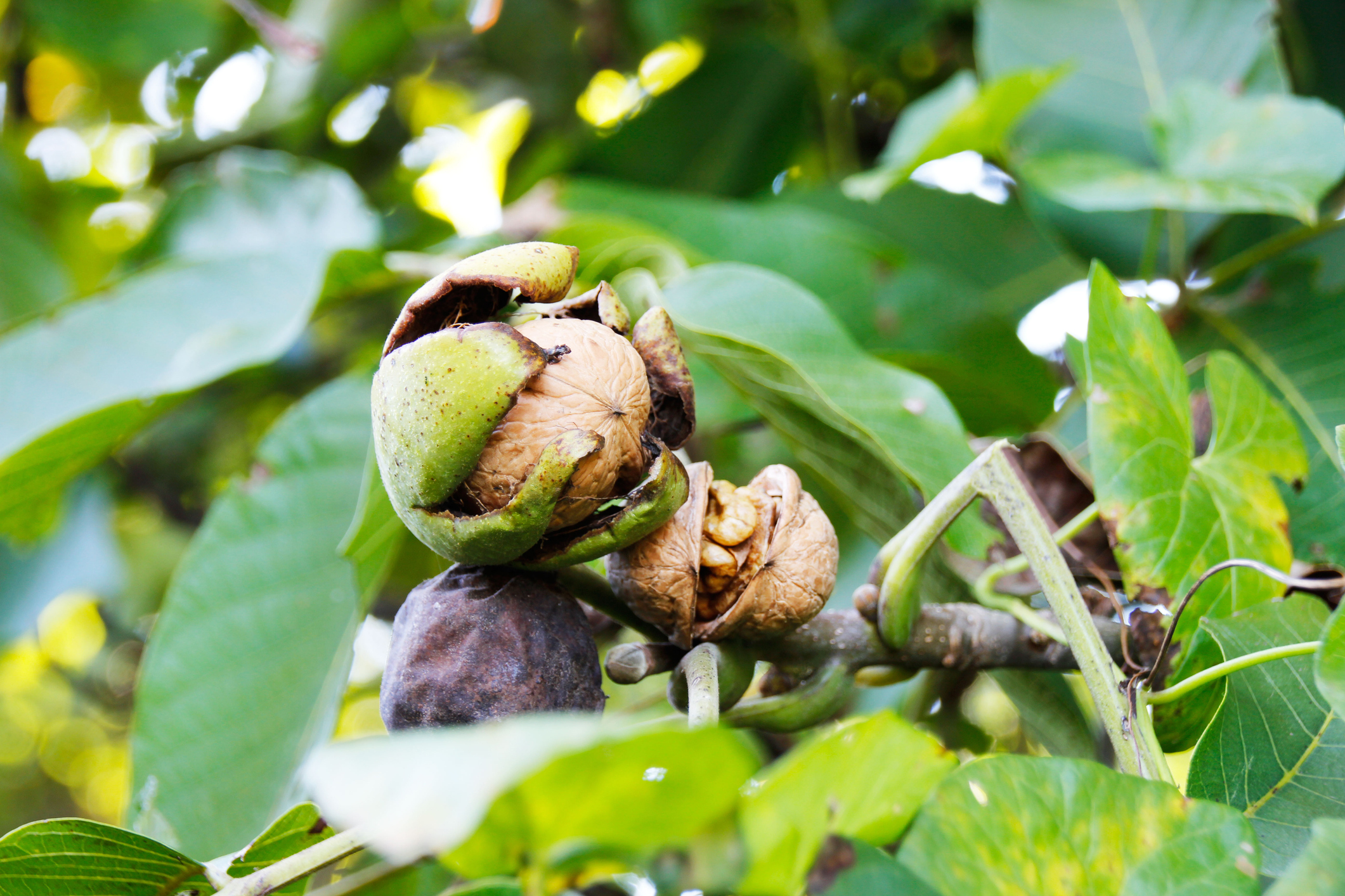 Walnussbaum mit Früchten