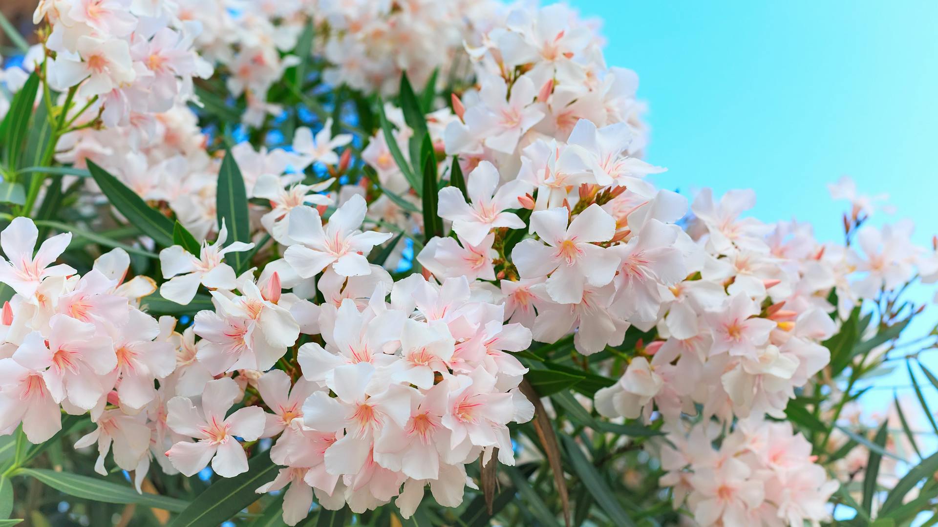 Ein heller, blühender Oleander