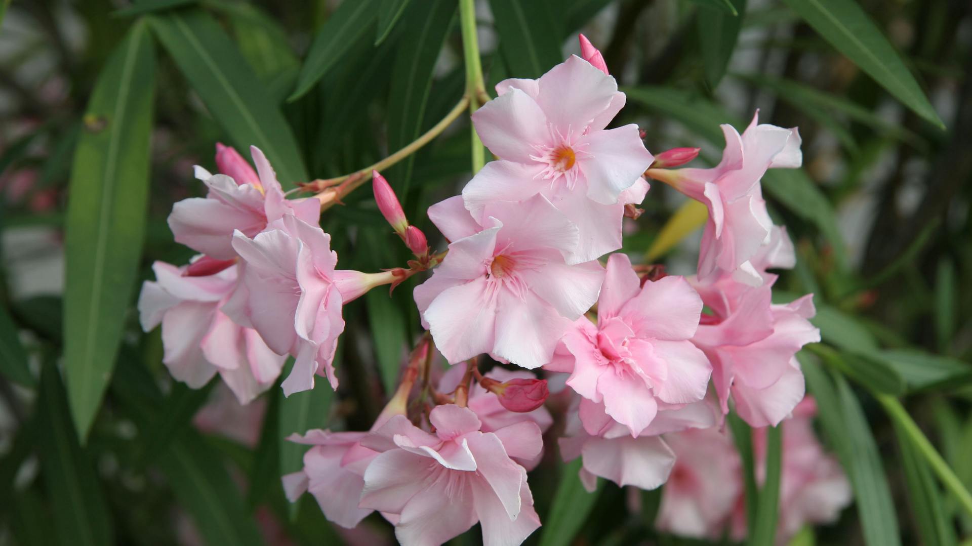 Rosa blühender Oleander.