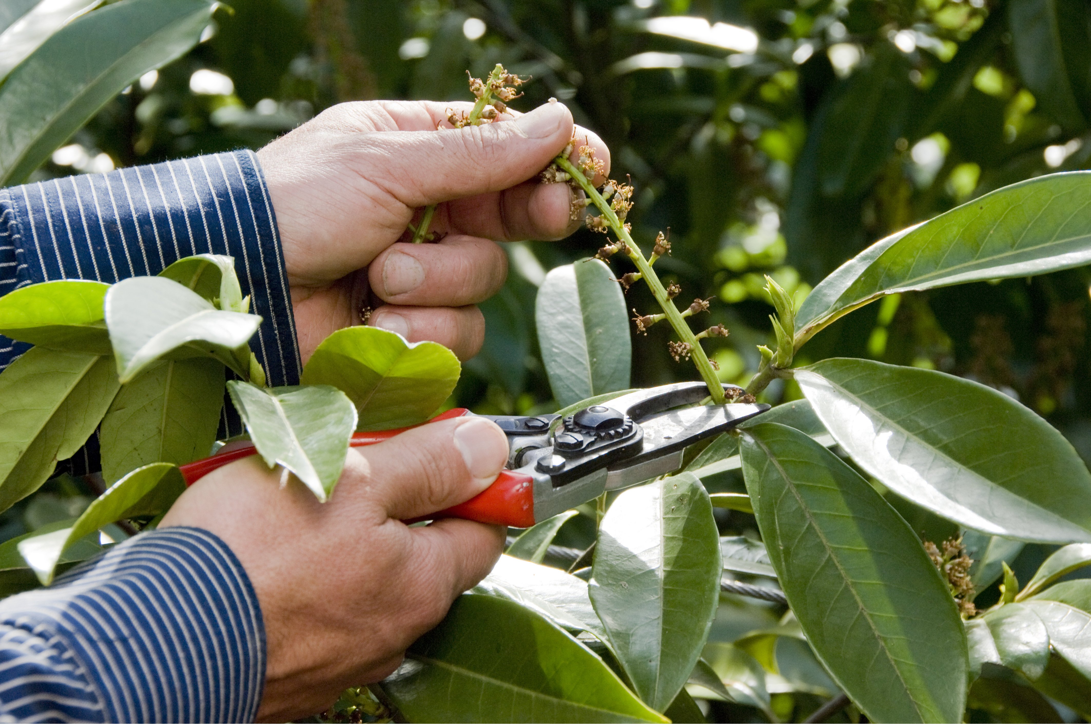 Egy férfi leandert metsz egy metszőollóval.