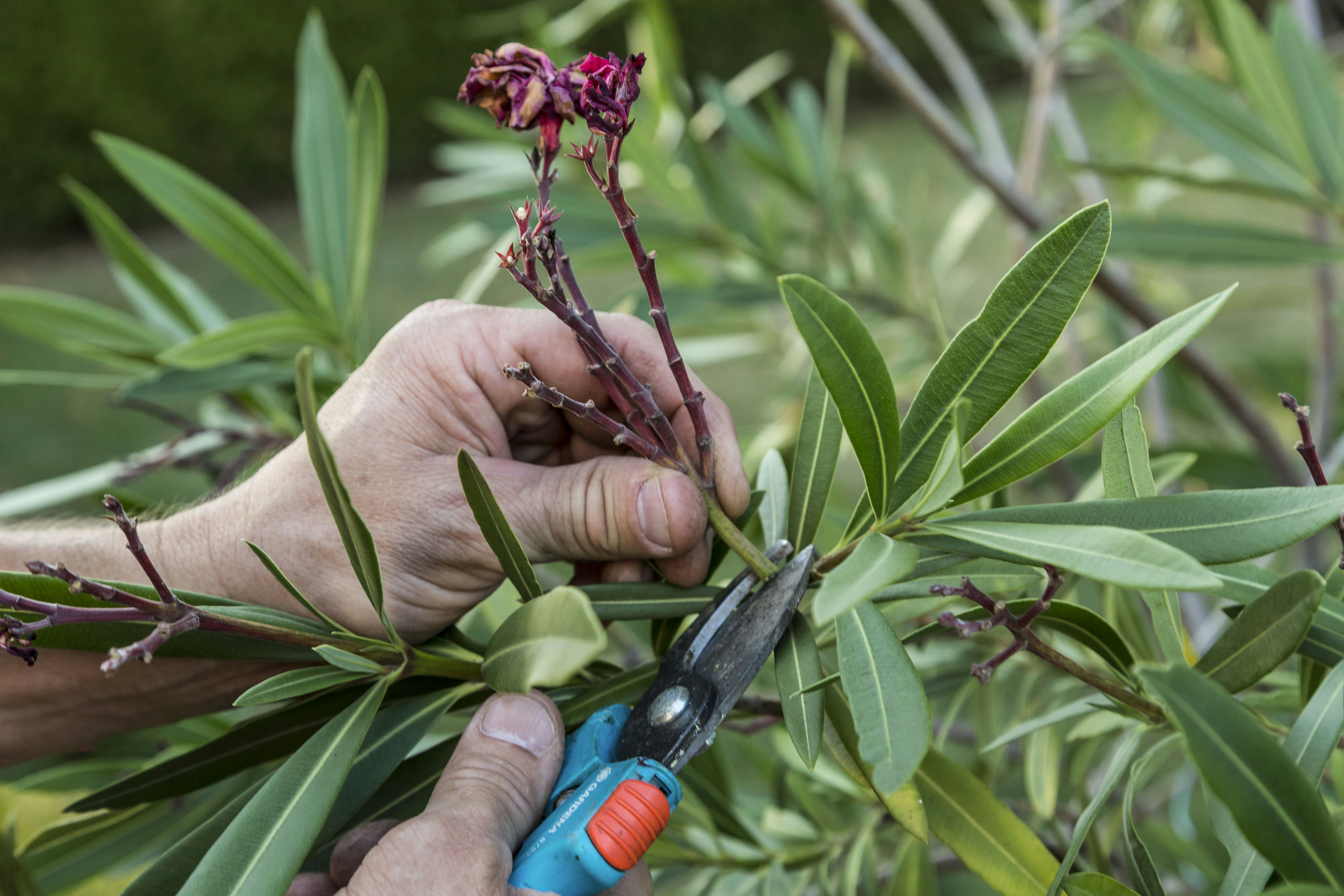 Oleander schneiden mit Bild: A Comprehensive Guide