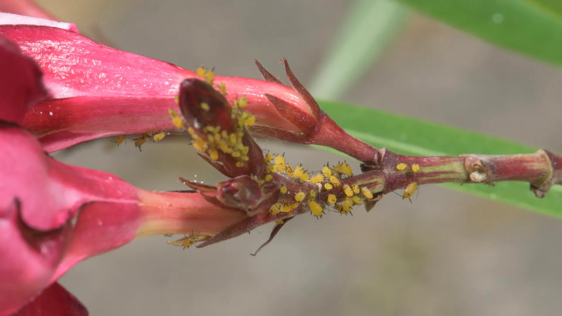 Schildläuse an einem Oleander.