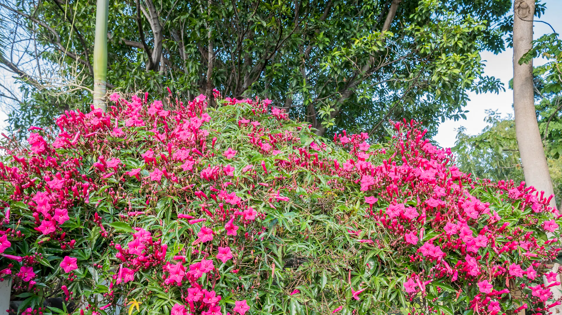 Blühender Oleander.