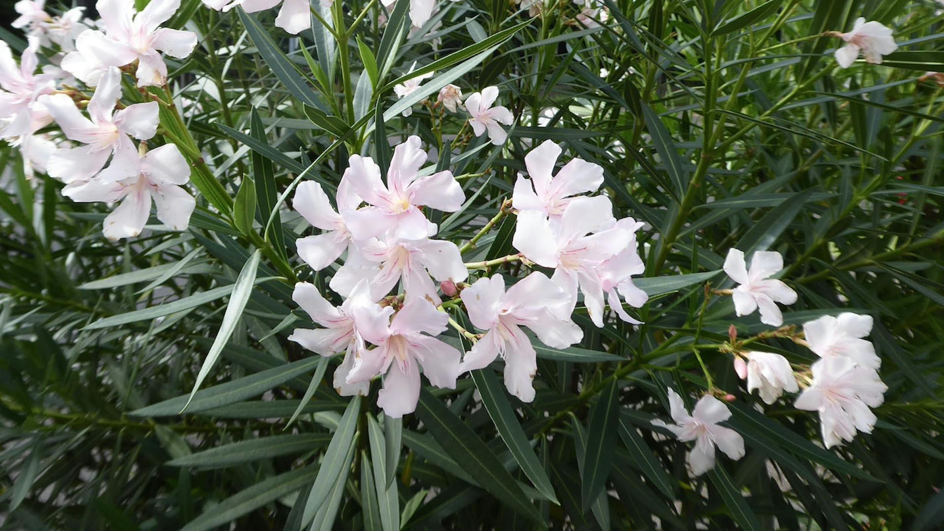Blühender Oleander im Garten