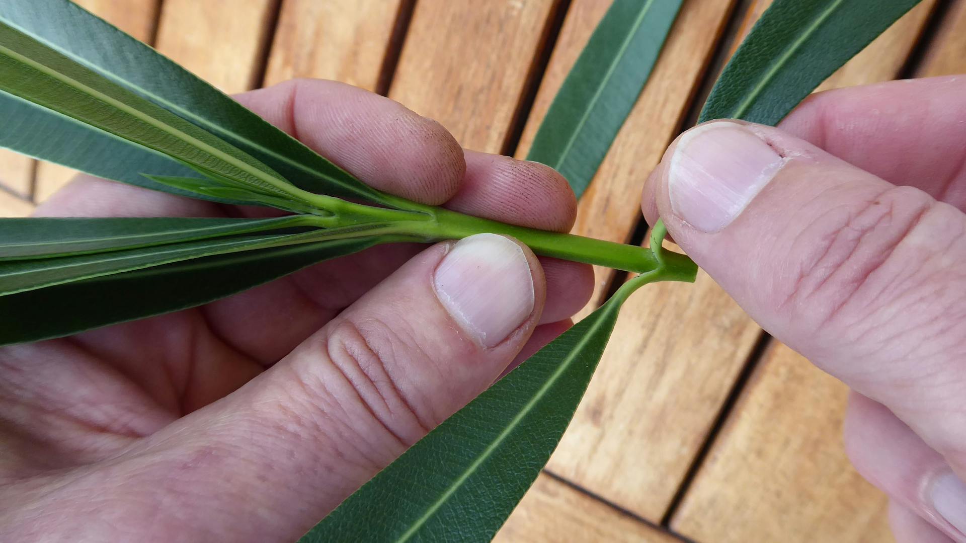 Jemand entfernt einzelne Blätter eines Oleanders für eine Stecklingsvermehrung