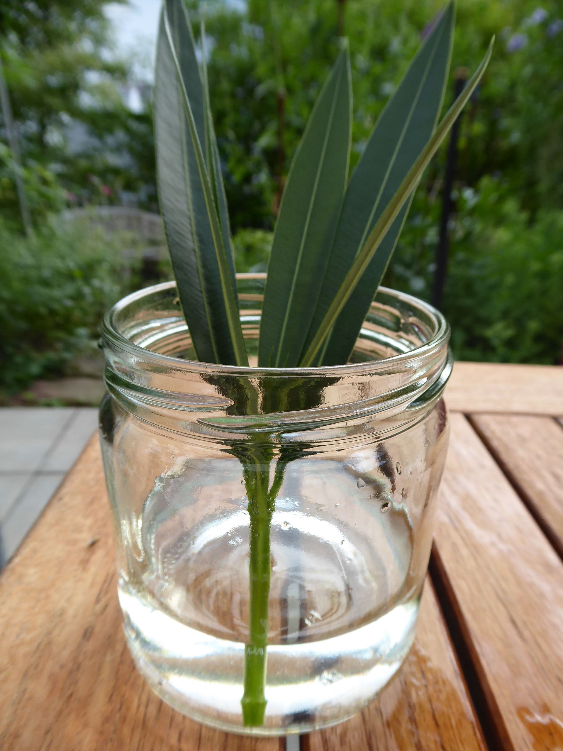 Stecklinge vom Oleander im Wasserglas