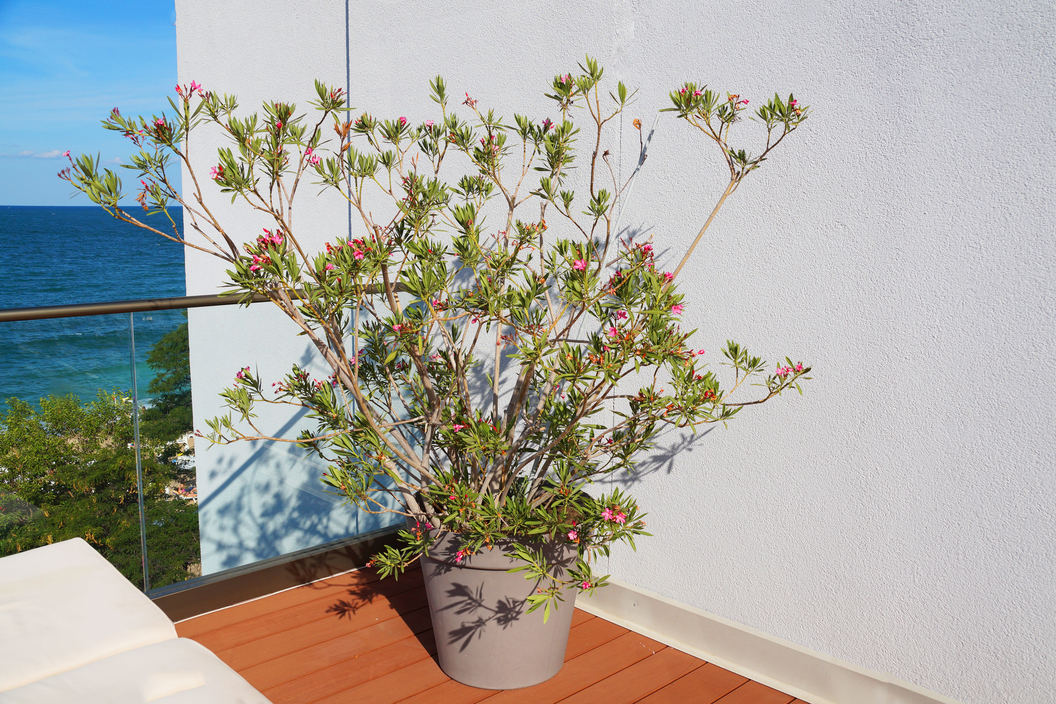 Ein Oleander im Kübel auf einem Balkon.