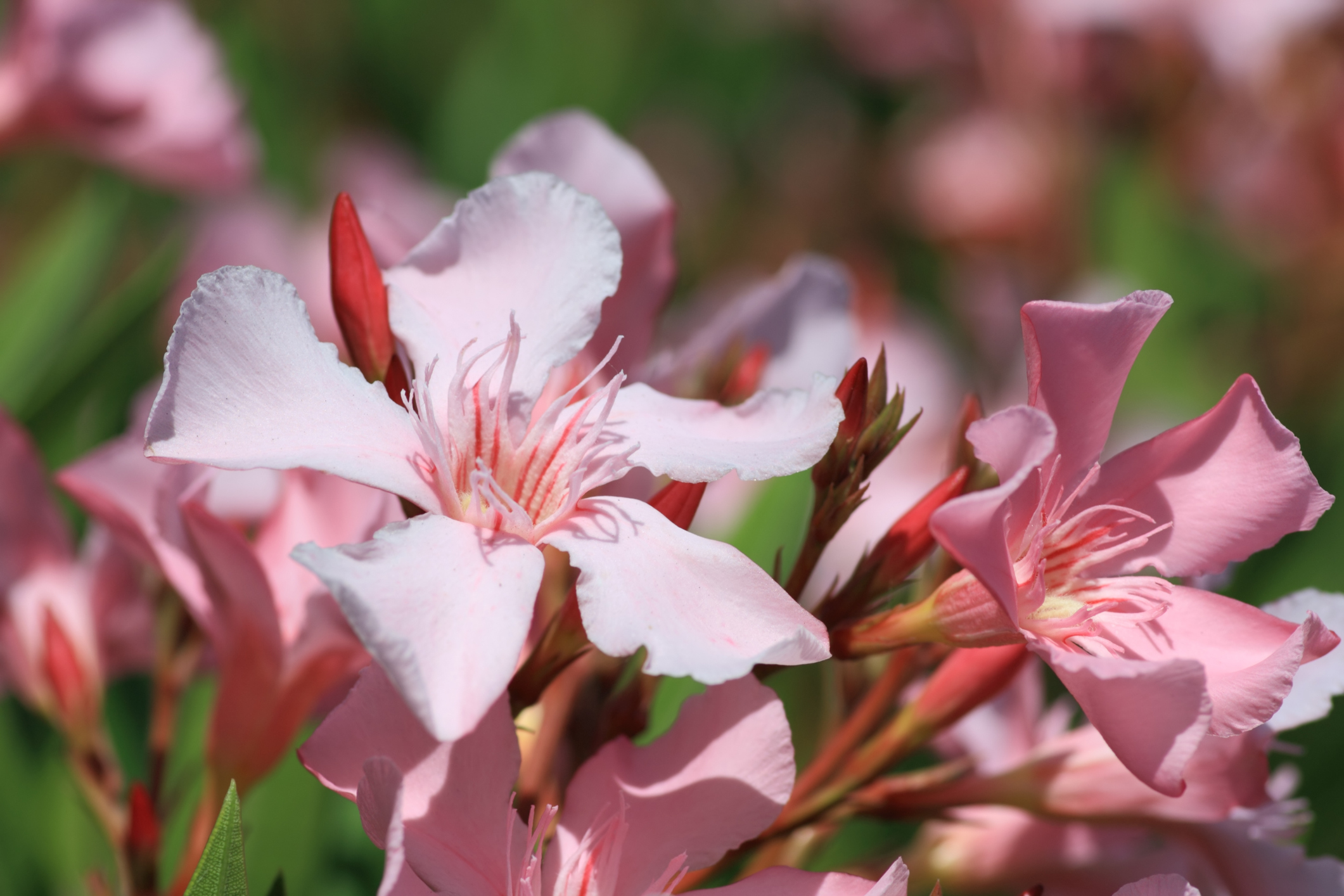 Nahaufnahme einer Oleanderblüte
