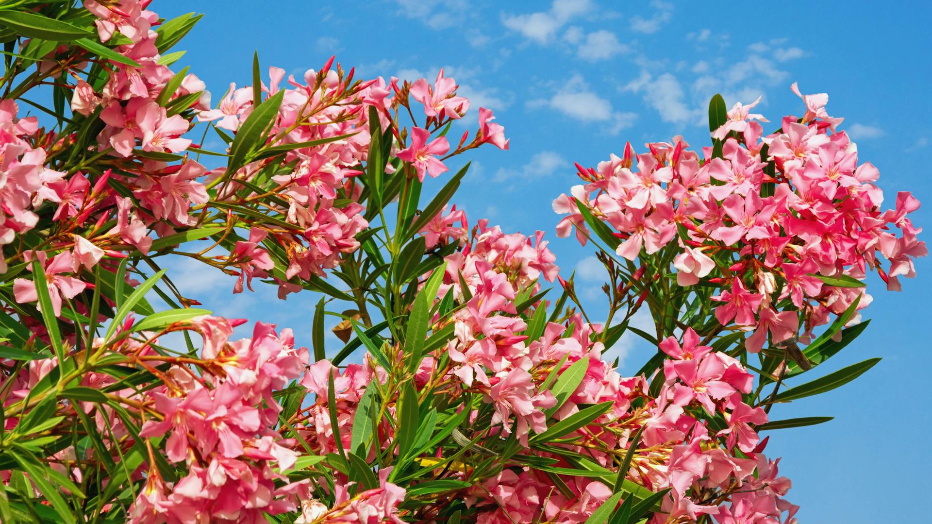 Zweige eines rosa blühenden Oleanders vor blauem Himmel