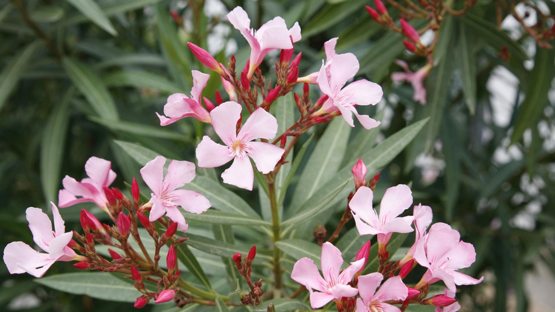 Rosafarbene Oleanderblüten.