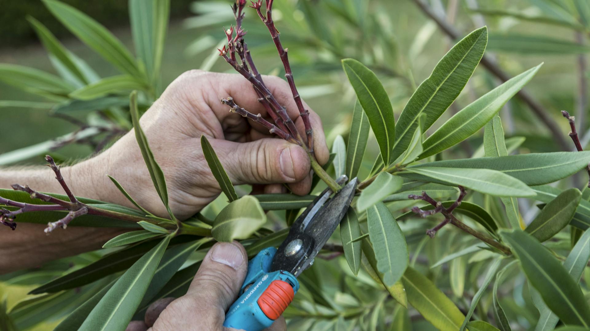 Oleander schneiden.