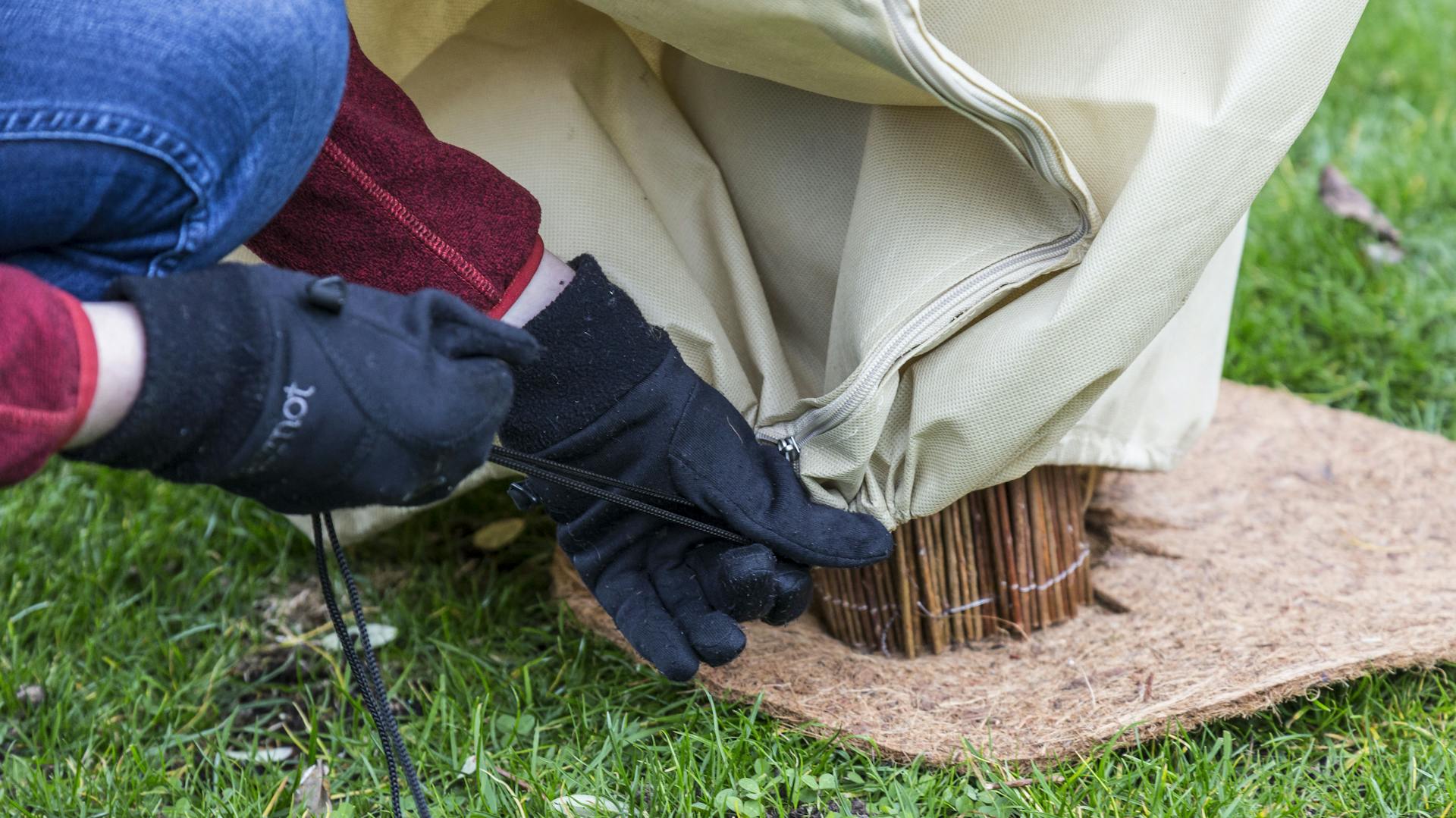 Winterschutz für den Oleander.
