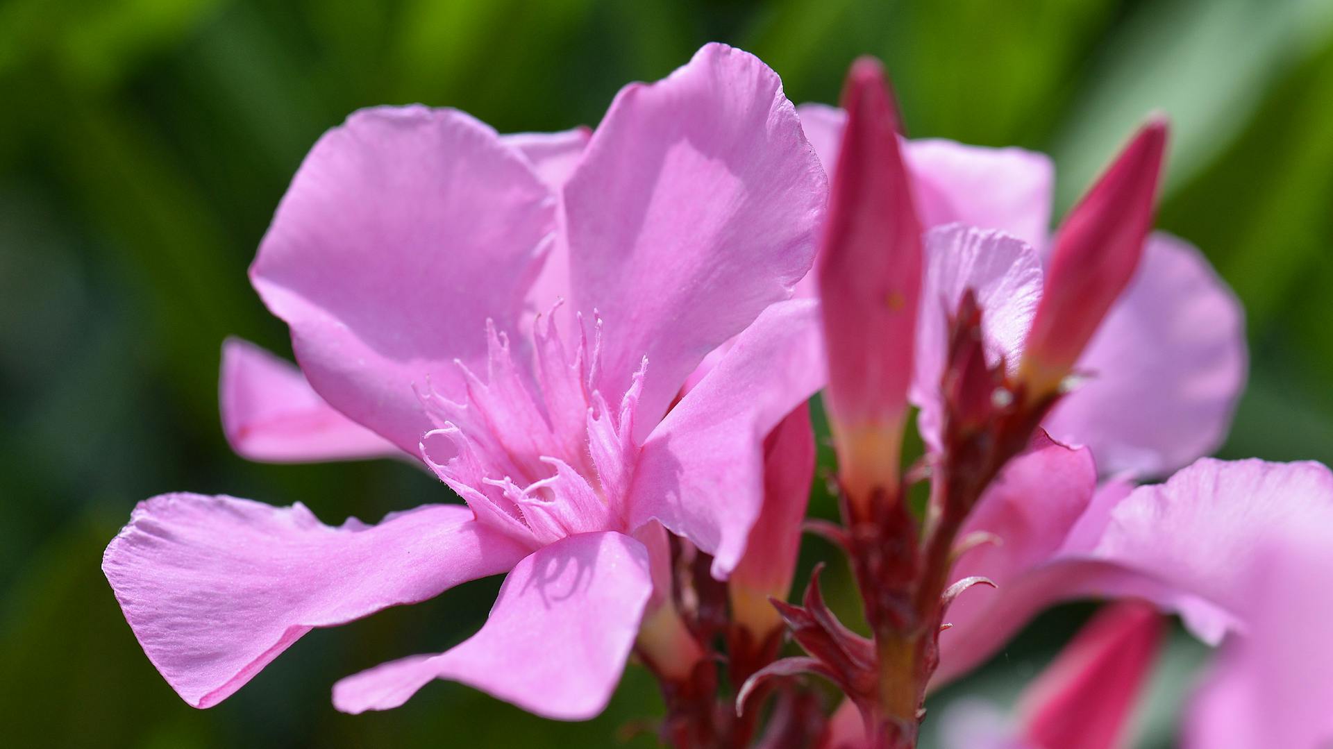 Oleander Wissenswertes und Tipps zur Pflege OBI