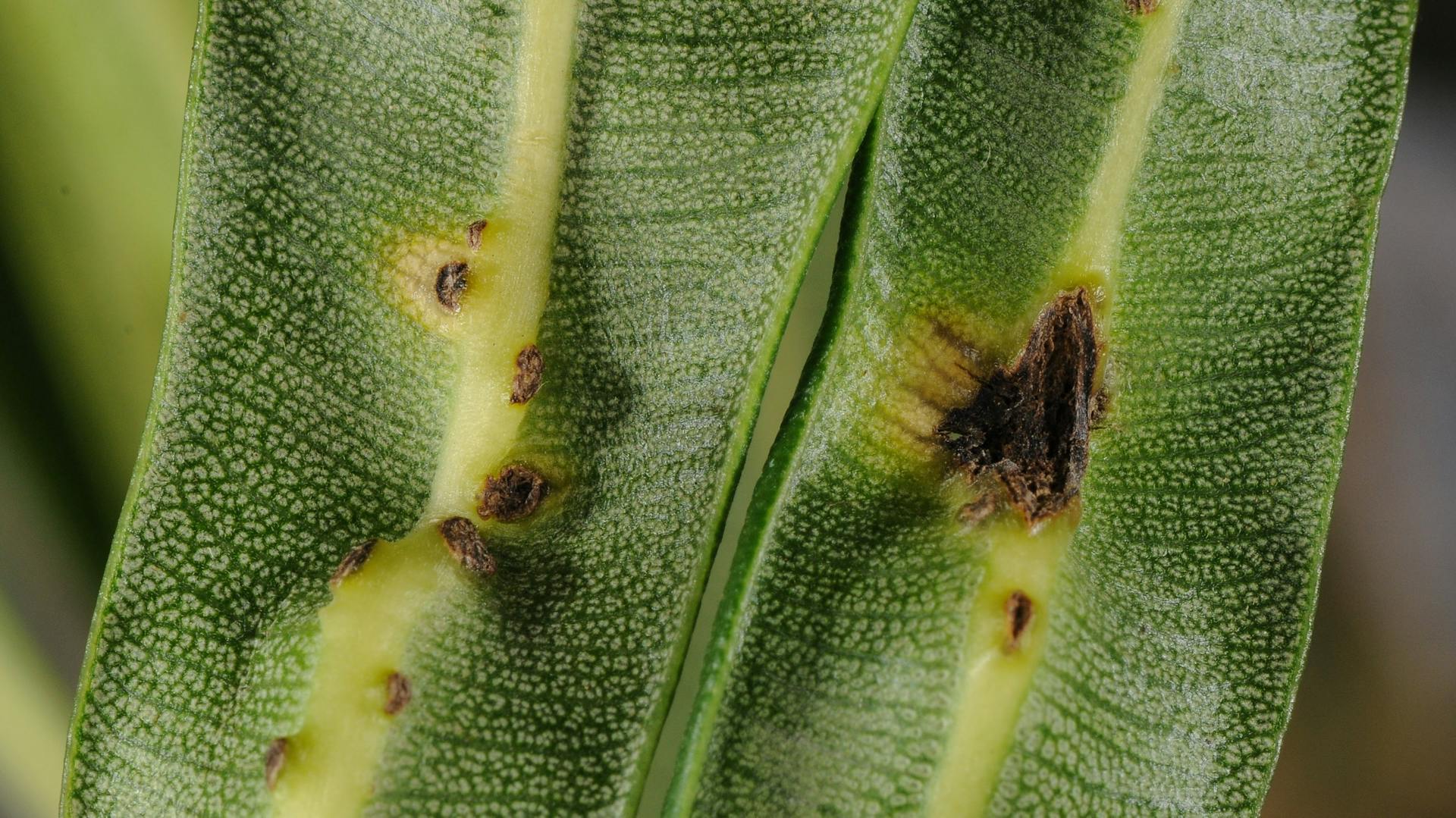Oleanderkrebs an den Blättern des Oleanders.