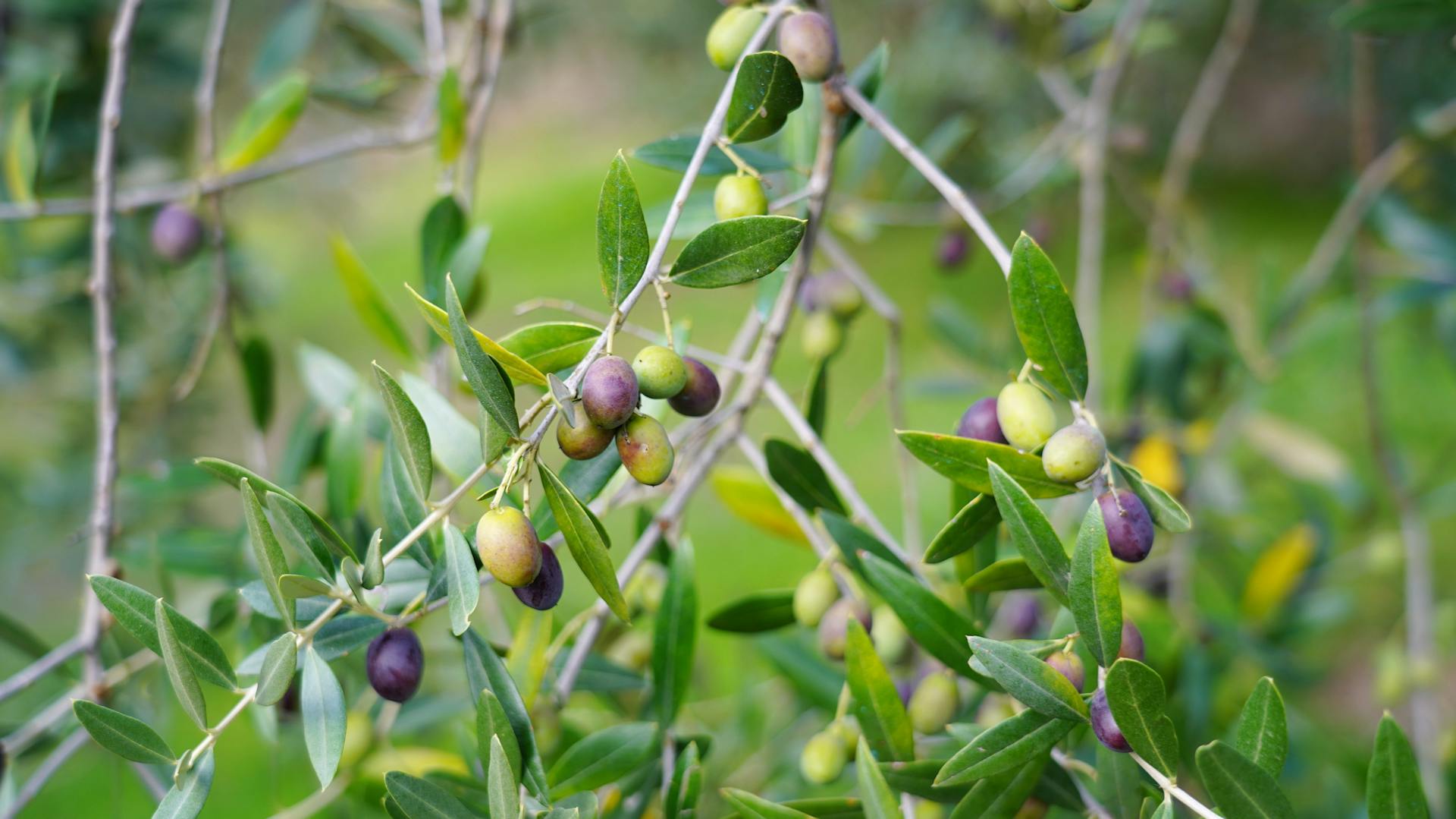 Ein Zweig eines Olivenbaumes mit grünen und schwarzen Oliven.