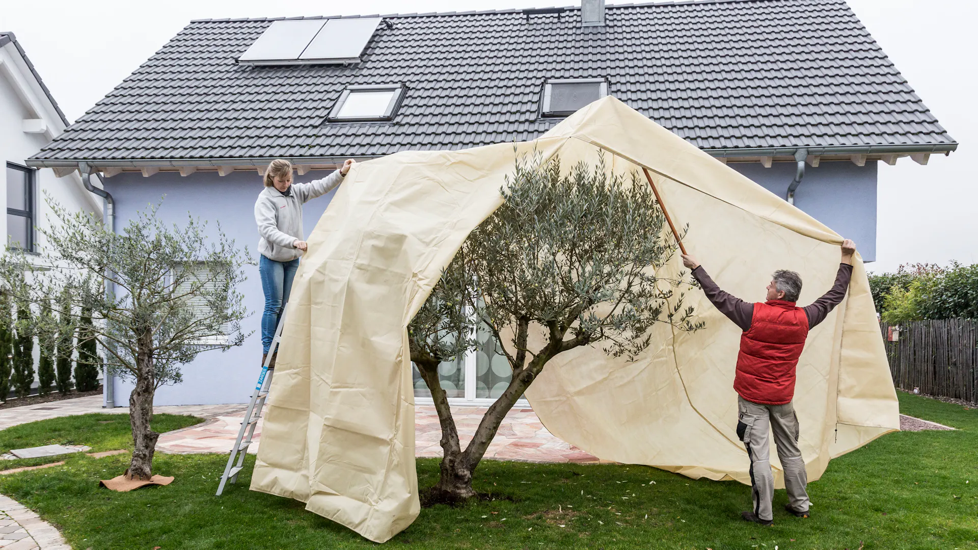 Zwei Personen bedecken einen eingepflanzten Olivenbaum mit Wintervlies.