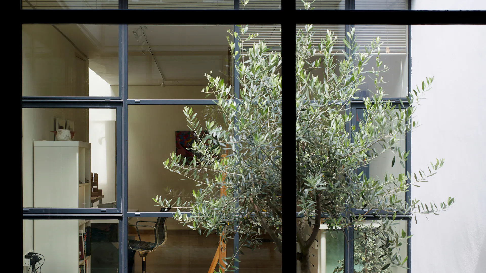 Olivenbaum vor einem Fenster.