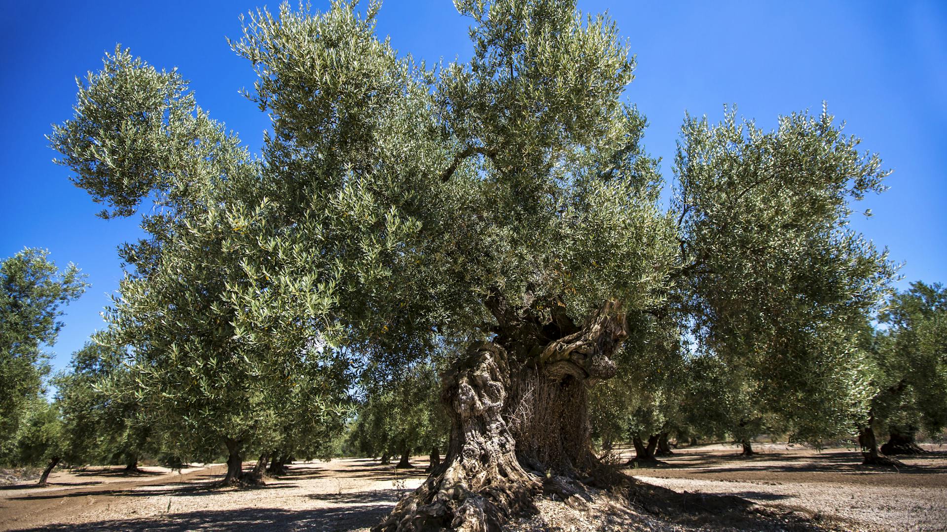 Viele große Olivenbäume stehen in karger Landschaft.
