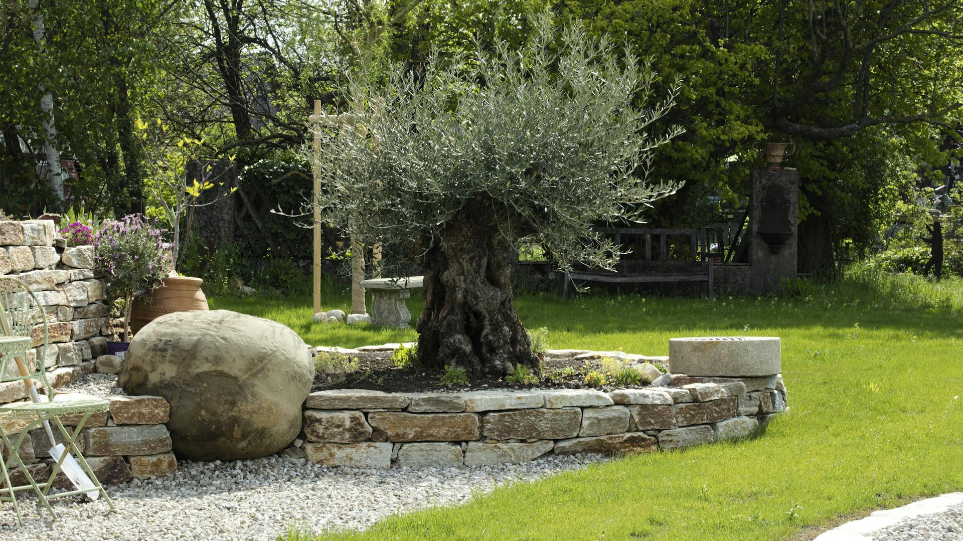 Verschiedene Bäume im Garten