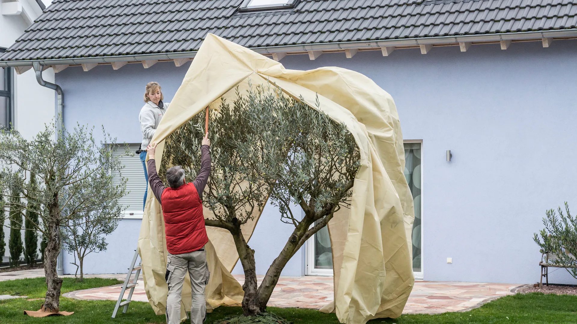 Zwei Personen schützen den Olivenbaum vor dem Winter mit einer Plane.