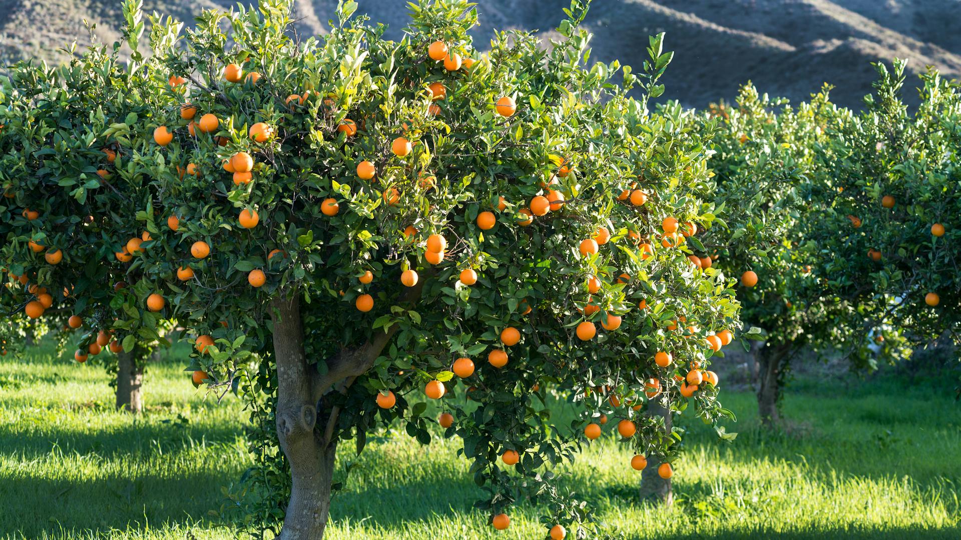 Viele Orangenbäume wachsen in einem Garten.