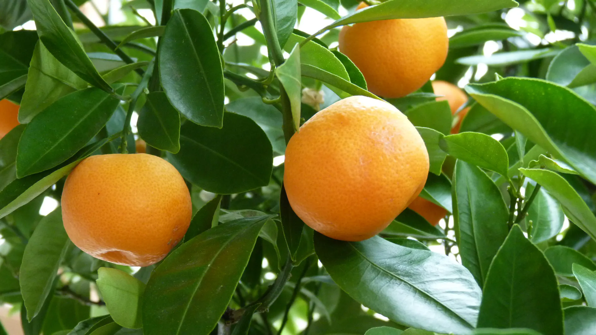 Nahaufnahme von Orangen am Orangenbaum.