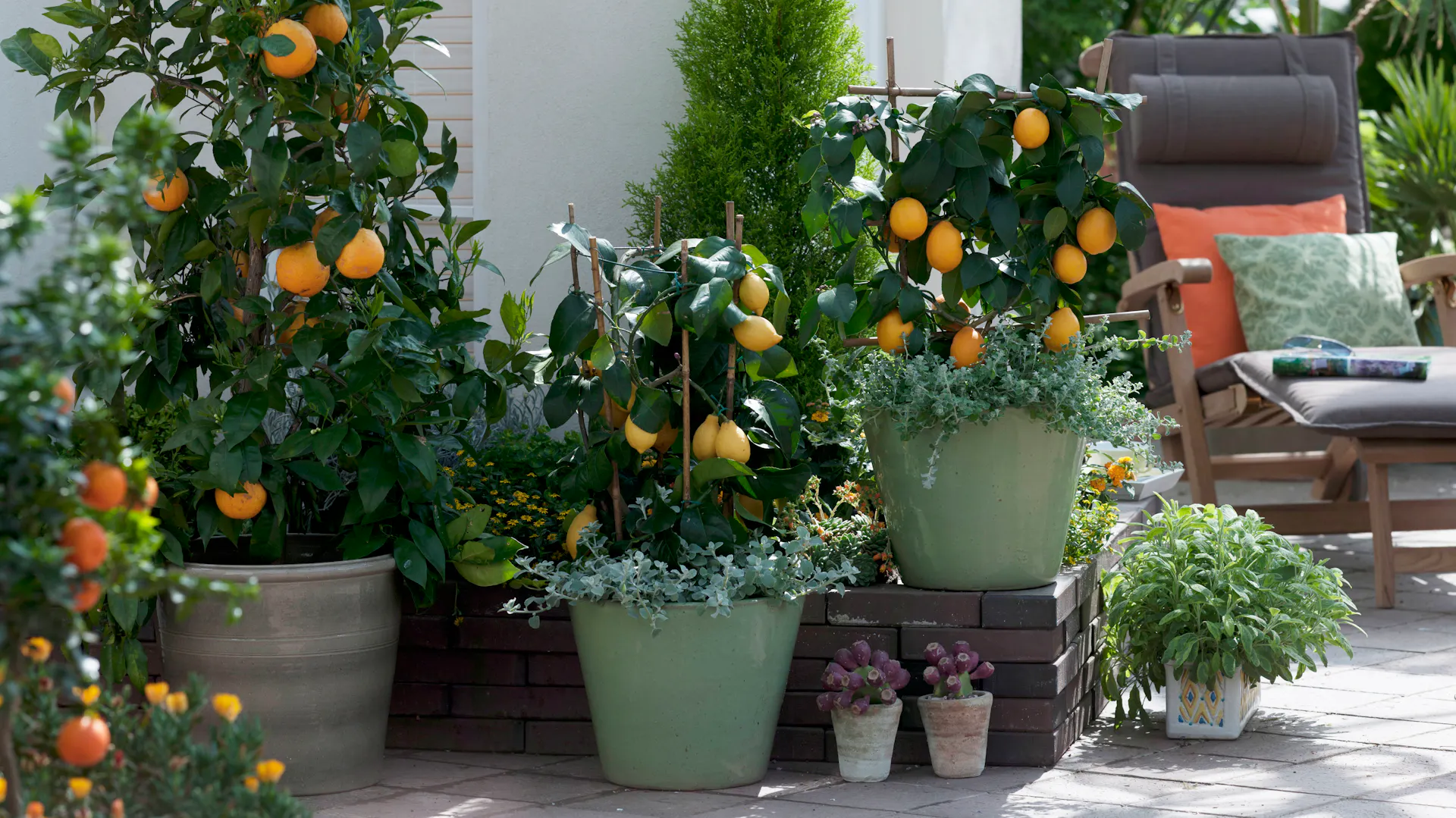 Orangenbäume wachsen auf der Terrasse in Töpfen.