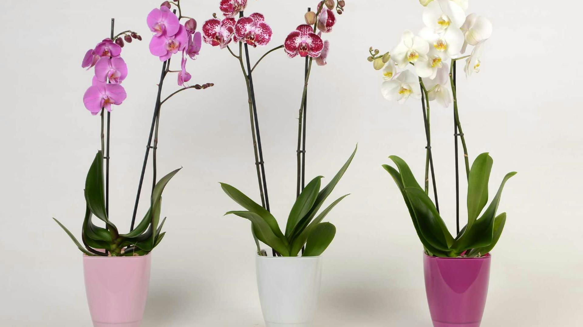 Drei Orchideen in Lila und Weiß stehen in Übertöpfen in Rosa, Weiß und Pink.