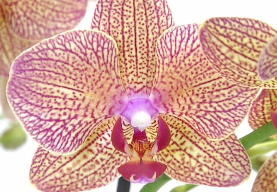 Orchideen-Blüte Phalaenopsis in rosa-weiß.