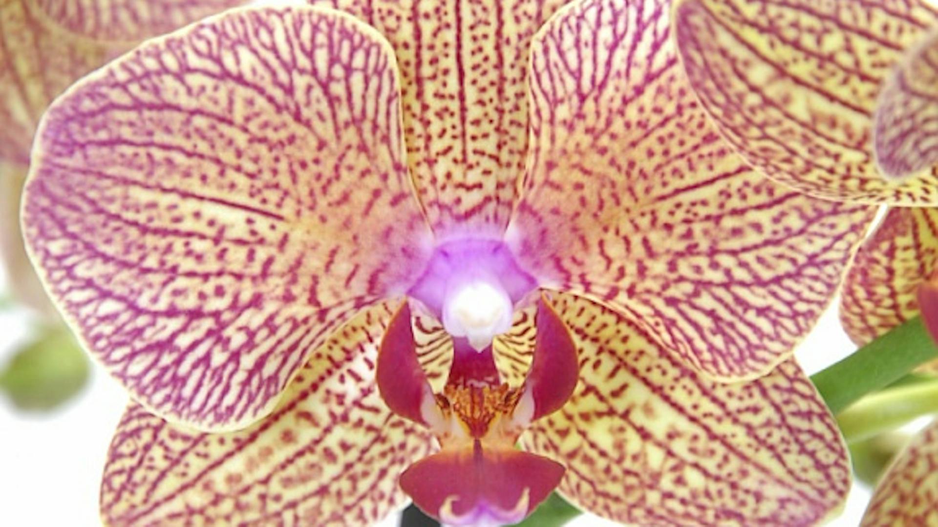 Orchideen-Blüte Phalaenopsis in rosa-weiß.