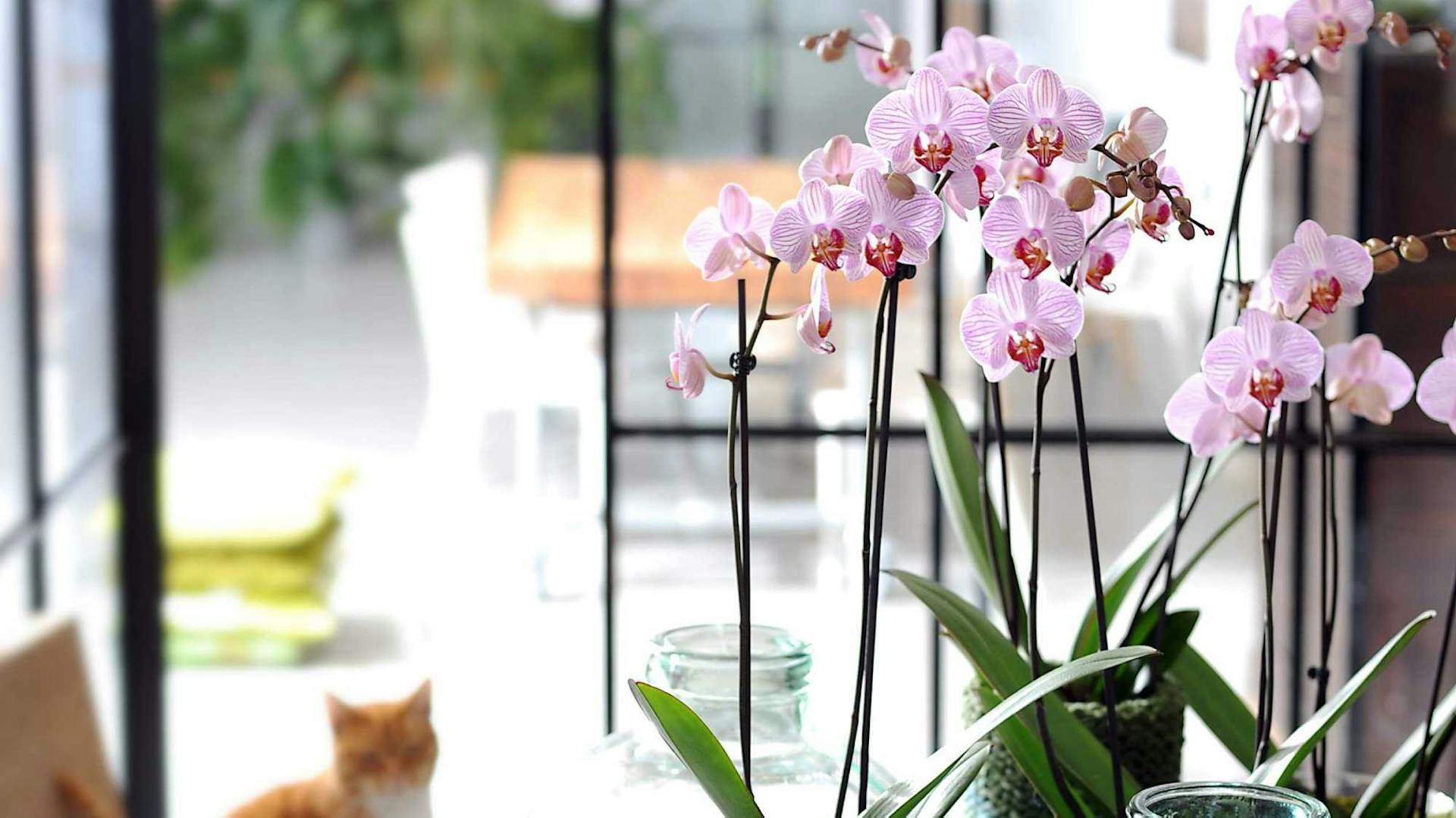 Künstliche Orchideen in Töpfen.