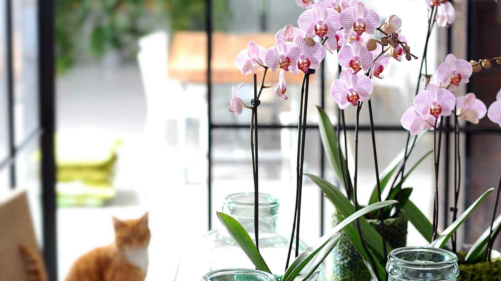 Rosa blühende Orchideen stehen vor Fenster mit Blick auf Terrasse.