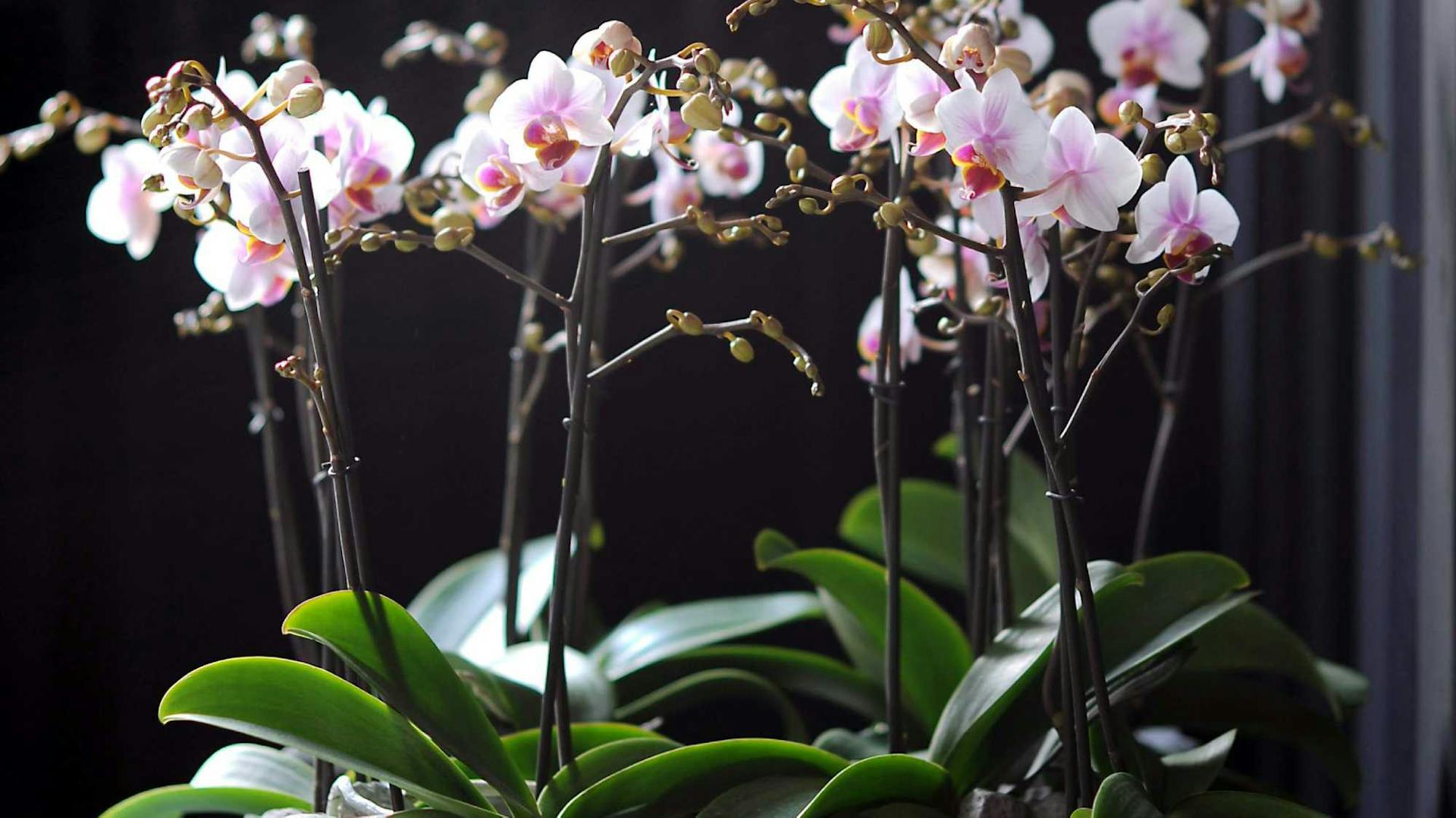 Orchideen mit rosa-weißen Blüten und grünen Blättern vor dunklem Hintergrund.